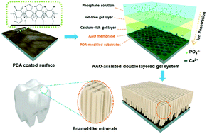 Graphical abstract: Bioinspired enamel-like oriented minerals on general surfaces: towards improved mechanical properties