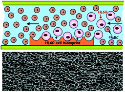 Graphical abstract: Bioimprint aided cell recognition and depletion of human leukemic HL60 cells from peripheral blood