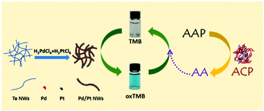 Graphical abstract: PdPt bimetallic nanowires with efficient oxidase mimic activity for the colorimetric detection of acid phosphatase in acidic media