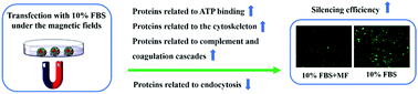 Graphical abstract: Protein corona of magnetic PEI/siRNA complex under the influence of a magnetic field improves transfection efficiency via complement and coagulation cascades