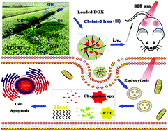 Graphical abstract: DOX-assisted functionalization of green tea polyphenol nanoparticles for effective chemo-photothermal cancer therapy