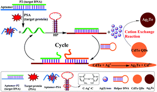 Graphical abstract: Selective recognition of CdTe QDs and strand displacement signal amplification-assisted label-free and homogeneous fluorescence assay of nucleic acid and protein