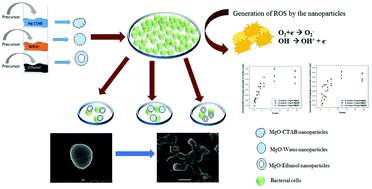 Graphical abstract: Fabrication of magnesium oxide nanoparticles by solvent alteration and their bactericidal applications