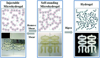 Graphical abstract: The regenerated silk fibroin hydrogel with designed architecture bioprinted by its microhydrogel