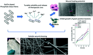 Graphical abstract: Ga and Ce ion-doped phosphate glass fibres with antibacterial properties and their composite for wound healing applications