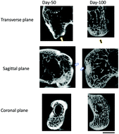 Graphical abstract: Engineering a multiphasic, integrated graft with a biologically developed cartilage–bone interface for osteochondral defect repair