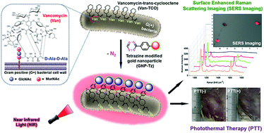 Graphical abstract: Bacteria-induced aggregation of bioorthogonal gold nanoparticles for SERS imaging and enhanced photothermal ablation of Gram-positive bacteria