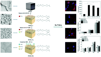 Graphical abstract: Regulation of surface micro/nano structure and composition of polyetheretherketone and their influence on the behavior of MC3T3-E1 pre-osteoblasts