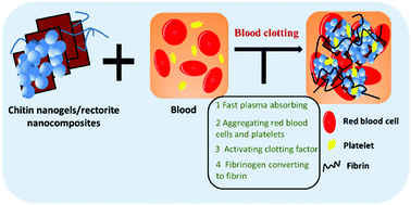 Graphical abstract: Emerging chitin nanogels/rectorite nanocomposites for safe and effective hemorrhage control