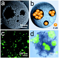 Graphical abstract: Hierarchical microspheres with macropores fabricated from chitin as 3D cell culture