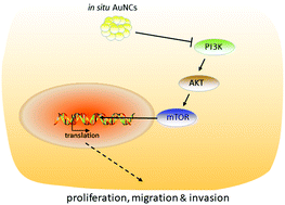 Graphical abstract: In situ biosynthesized gold nanoclusters inhibiting cancer development via the PI3K–AKT signaling pathway