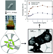 Graphical abstract: Bacteria-assisted biogreen synthesis of radical scavenging exopolysaccharide–iron complexes: an oral nano-sized nutritional supplement with high in vivo compatibility