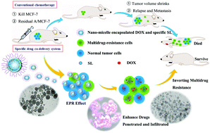 Graphical abstract: Reductive responsive micelle overcoming multidrug resistance of breast cancer by co-delivery of DOX and specific antibiotic