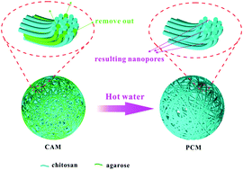 Graphical abstract: The construction of porous chitosan microspheres with high specific surface area by using agarose as the pore-forming agent and further functionalized application in bioseparation