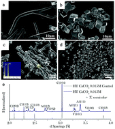 Graphical abstract: A fungal mycelium templates the growth of aragonite needles