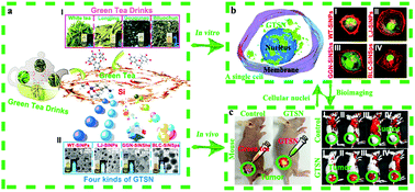 Graphical abstract: Controllable silicon nanostructures featuring stable fluorescence and intrinsic in vitro and in vivo anti-cancer activity