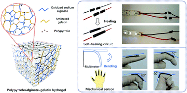 Graphical abstract: Self-healing conductive hydrogels based on alginate, gelatin and polypyrrole serve as a repairable circuit and a mechanical sensor