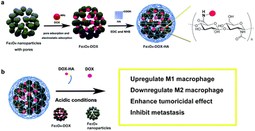 Graphical abstract: Hyaluronic acid modified doxorubicin loaded Fe3O4 nanoparticles effectively inhibit breast cancer metastasis