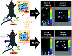 Graphical abstract: Medical fluorophore 1 (MF1), a benzoquinolizinium-based fluorescent dye, as an inflammation imaging agent