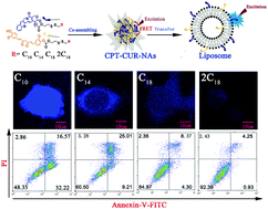 Graphical abstract: Kinetic stability-driven cytotoxicity of small-molecule prodrug nanoassemblies