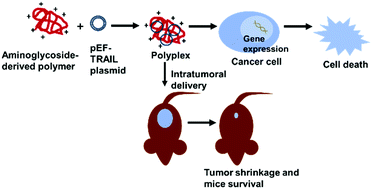 Graphical abstract: Delivery of TRAIL-expressing plasmid DNA to cancer cells in vitro and in vivo using aminoglycoside-derived polymers