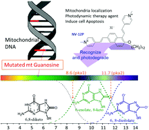 Graphical abstract: Organic small molecule for detection and photodegradation of mitochondrial DNA mutations