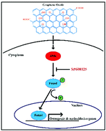 Graphical abstract: Low-dose suspended graphene oxide nanosheets induce antioxidant response and osteogenic differentiation of bone marrow-derived mesenchymal stem cells via JNK-dependent FoxO1 activation