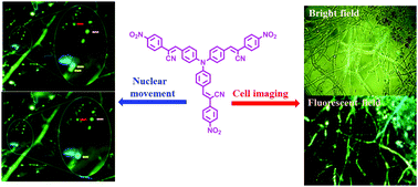 Graphical abstract: Substituent enhanced fluorescence properties of star α-cyanostilbenes and their application in bioimaging