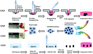 Graphical abstract: Efficient manufacturing of tissue engineered cartilage in vitro by a multiplexed 3D cultured method
