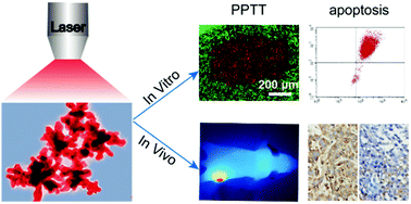 Graphical abstract: Coral-shaped Au nanostructures for selective apoptosis induction during photothermal therapy