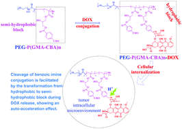 Graphical abstract: Design, postpolymerization conjugation and self-assembly of a di-block copolymer-based prodrug for tumor intracellular acid-triggered DOX release
