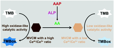 Graphical abstract: Facile colorimetric detection of alkaline phosphatase activity based on the target-induced valence state regulation of oxidase-mimicking Ce-based nanorods