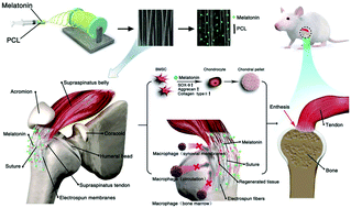 Graphical abstract: Pro-chondrogenic and immunomodulatory melatonin-loaded electrospun membranes for tendon-to-bone healing