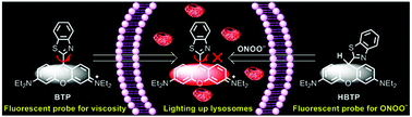 Graphical abstract: Development of a benzothiazole-functionalized red-emission pyronin dye and its dihydro derivative for imaging lysosomal viscosity and tracking endogenous peroxynitrite
