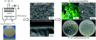 Graphical abstract: A hierarchical nanostructural coating of amorphous silicon nitride on polyetheretherketone with antibacterial activity and promoting responses of rBMSCs for orthopedic applications