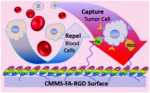 Graphical abstract: A blood cell repelling and tumor cell capturing surface for high-purity enrichment of circulating tumor cells