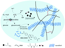 Graphical abstract: One-pot preparation of double network hydrogels via enzyme-mediated polymerization and post-self-assembly for wound healing