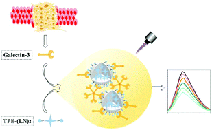 Graphical abstract: A fluorescent nanoparticle probe based on sugar-substituted tetraphenylethene for label-free detection of galectin-3