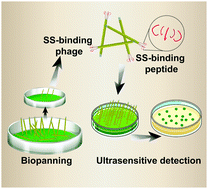 Graphical abstract: Quantification of silk protein using phage nanofibers with high binding specificity