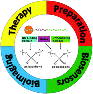 Graphical abstract: DNA-templated quantum dots and their applications in biosensors, bioimaging, and therapy