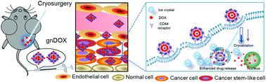 Graphical abstract: Cryoablation-activated enhanced nanodoxorubicin release for the therapy of chemoresistant mammary cancer stem-like cells