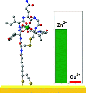 Graphical abstract: A zinc selective oxytocin based biosensor