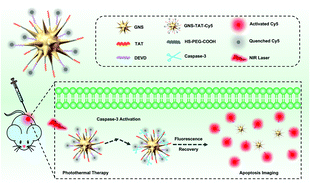 Graphical abstract: Precise control of apoptosis via gold nanostars for dose dependent photothermal therapy of melanoma