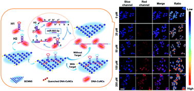 Graphical abstract: g-C3N4 nanosheet-based ratiometric fluorescent probes for the amplification and imaging of miRNA in living cells