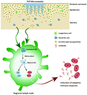 Graphical abstract: A fast-dissolving microneedle array loaded with chitosan nanoparticles to evoke systemic immune responses in mice