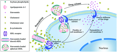 Graphical abstract: Shuttle/sink model composed of β-cyclodextrin and simvastatin-loaded discoidal reconstituted high-density lipoprotein for enhanced cholesterol efflux and drug uptake in macrophage/foam cells