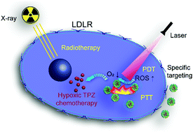 Graphical abstract: Anti-LDLR modified TPZ@Ce6-PEG complexes for tumor hypoxia-targeting chemo-/radio-/photodynamic/photothermal therapy