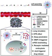 Graphical abstract: A self-assembled pH/enzyme dual-responsive prodrug with PEG deshielding for multidrug-resistant tumor therapy