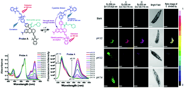 Graphical abstract: Ratiometric fluorescent probes based on through-bond energy transfer of cyanine donors to near-infrared hemicyanine acceptors for mitochondrial pH detection and monitoring of mitophagy