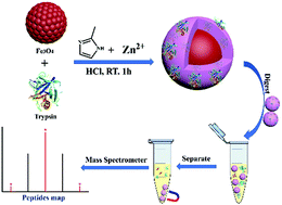 Graphical abstract: One-pot synthesis of trypsin-based magnetic metal–organic frameworks for highly efficient proteolysis